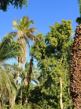 Fotos Bäume | Aswan