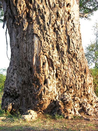 Bäume und Sträucher Fotos