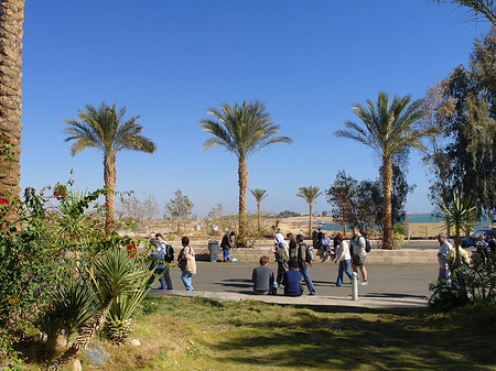 Fotos Pflanzen | Abu Simbel