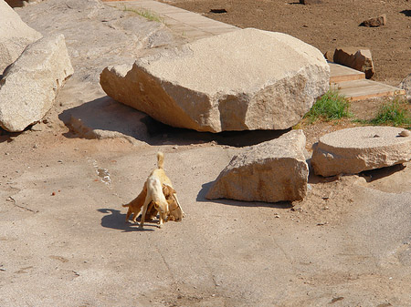 Foto Hund - Aswan