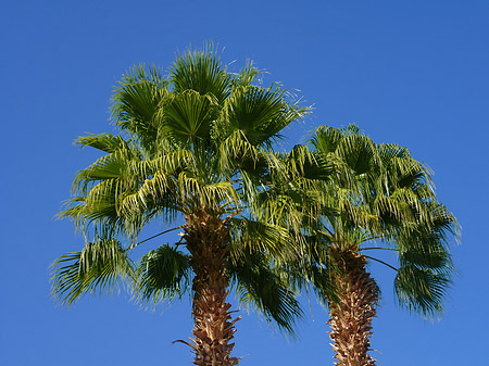 Foto Palmen - Aswan