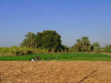 Fotos Ackerland | Luxor