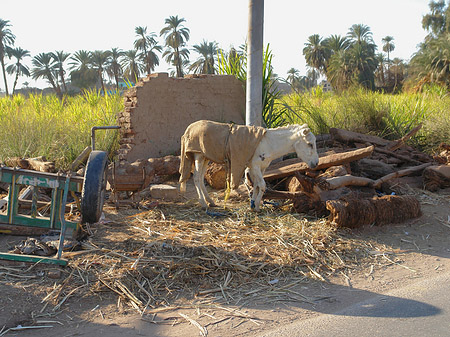 Foto Tiere - Luxor