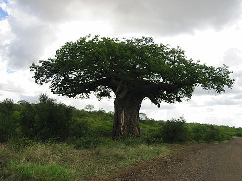 Foto Baum mit dicken Ästen