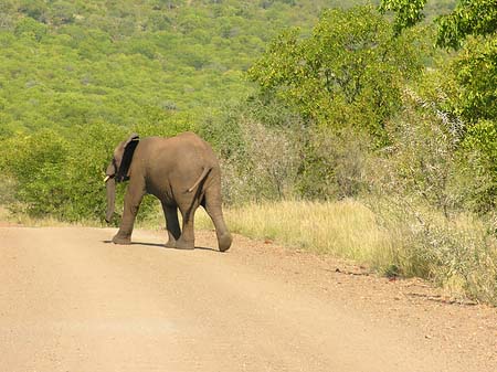 Elefant Foto 