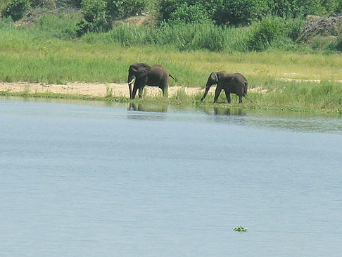 Foto Elefanten am Wasser - 