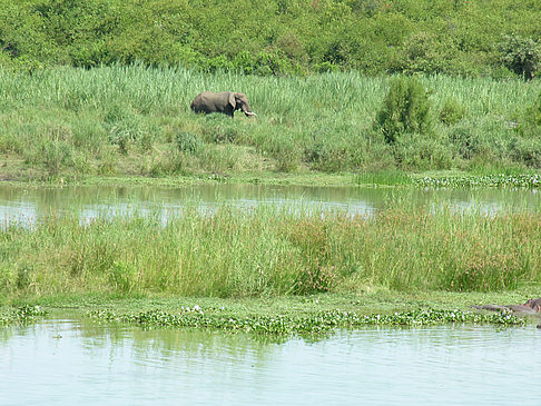 Fotos Elefanten am Wasser