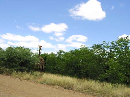 Fotos Giraffe | 