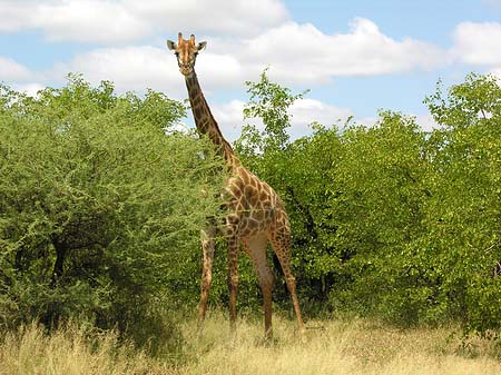 Giraffe Foto 