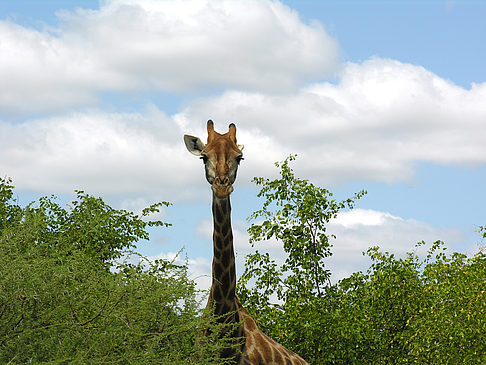 Giraffe Fotos