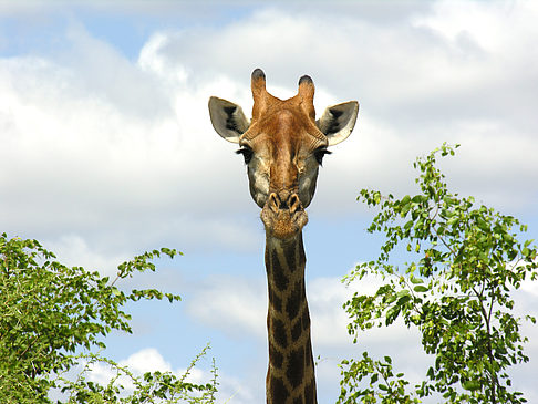 Giraffe Foto 