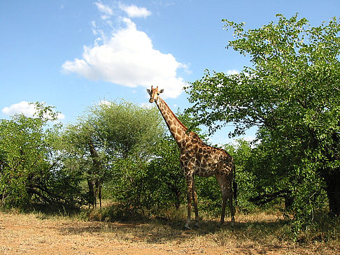 Fotos Giraffe