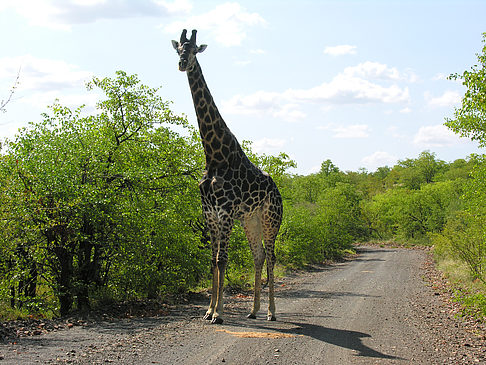 Foto Giraffe