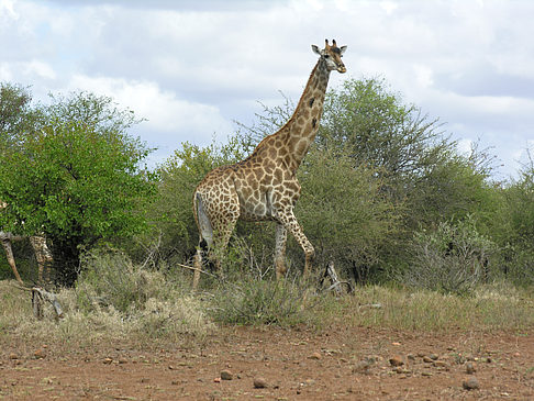 Foto Giraffe