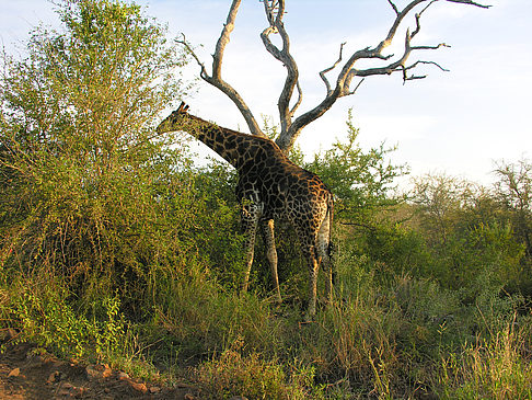 Foto Giraffe - 