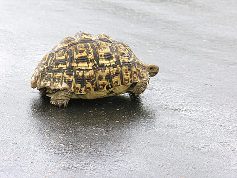 Fotos Schildkröten auf der Straße