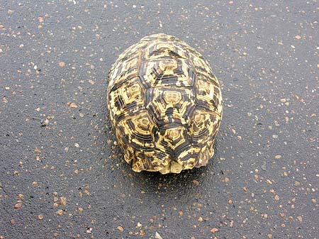 Foto Schildkröten auf der Straße - Phalaborwa