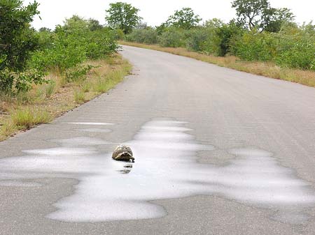 Schildkröten auf der Straße Foto 