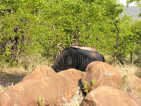 Foto Tiere des Nationalparks