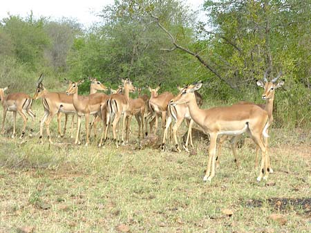 Foto Zahmes Wild