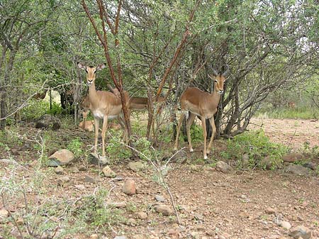 Fotos Zahmes Wild