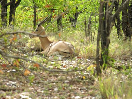 Fotos Zahmes Wild