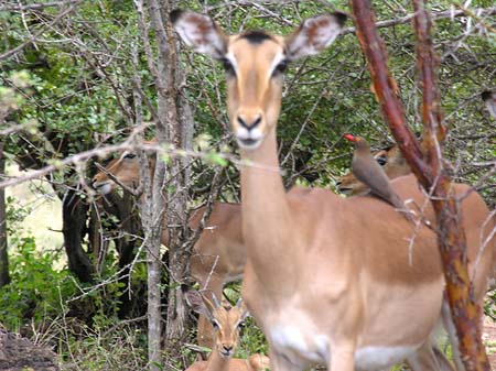 Fotos Zahmes Wild