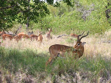 Foto Zahmes Wild