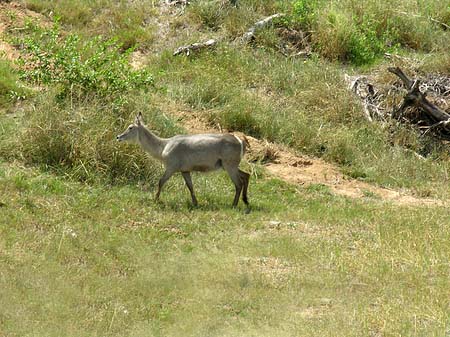 Zahmes Wild Fotos