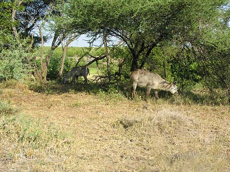 Zahmes Wild Foto 