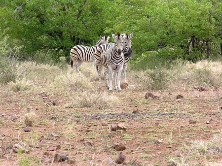 Foto Zebras - Phalaborwa