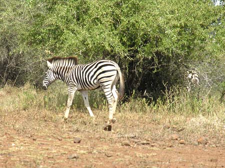 Zebras Foto 