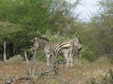 Zebras Fotos