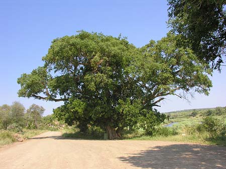 Foto Bäume und Sträucher