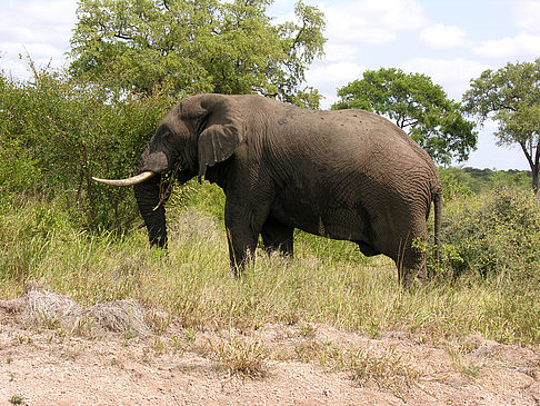 Elefant Fotos