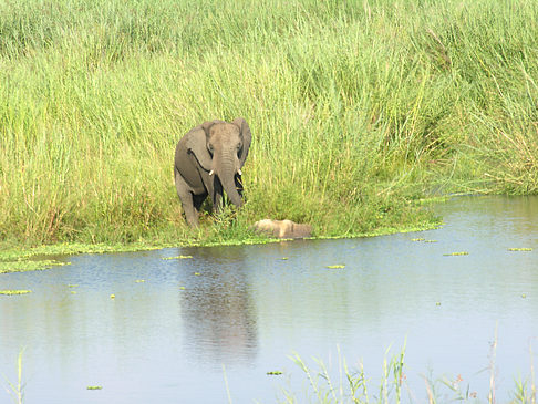 Fotos Elefant | 