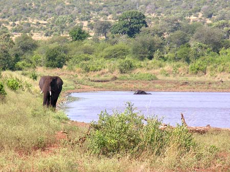 Elefant Fotos