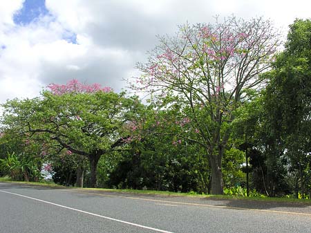 Fotos Straßenränder