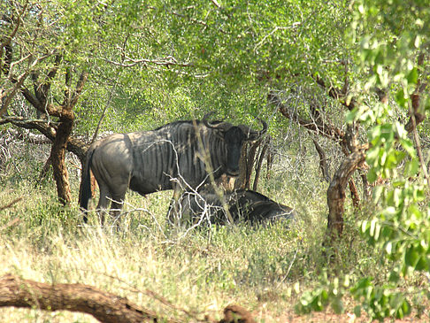 Tiere des Nationalparks Fotos