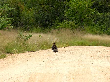 Foto Vögel - 