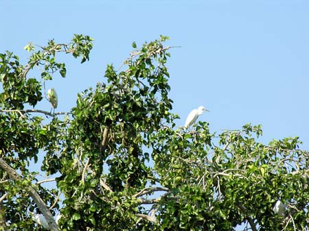 Foto Vögel - 