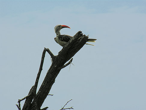 Vögel Fotos