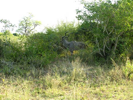 Wild Fotos