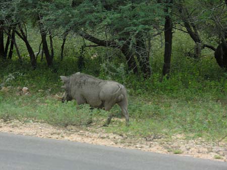 Wildschwein