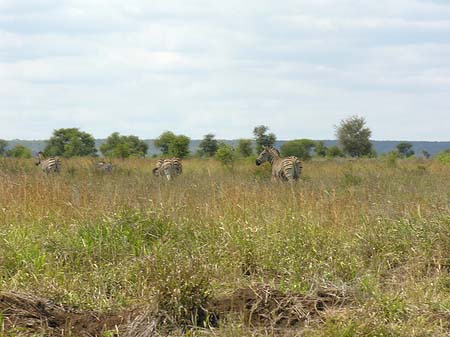 Zebras Fotos