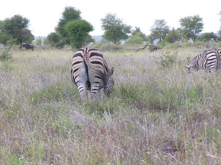 Zebras