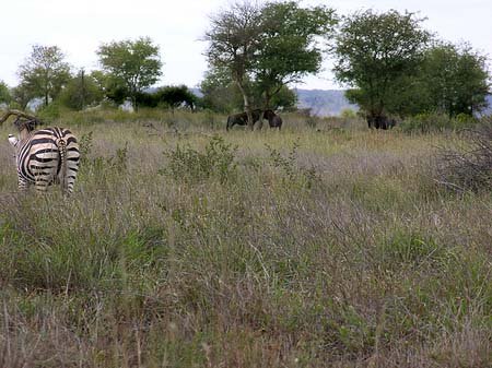 Fotos Zebras | 