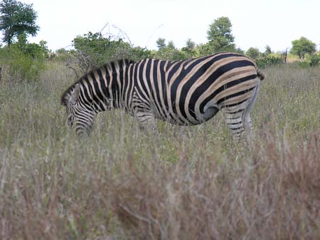 Zebras