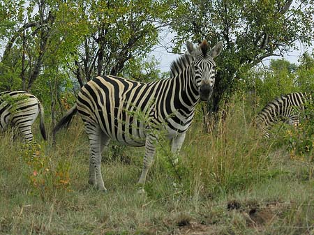 Foto Zebras