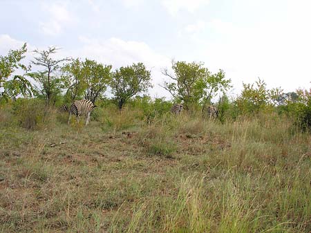 Foto Zebras